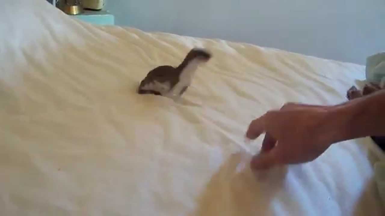 By popular demand: More Ozzy the Weasel