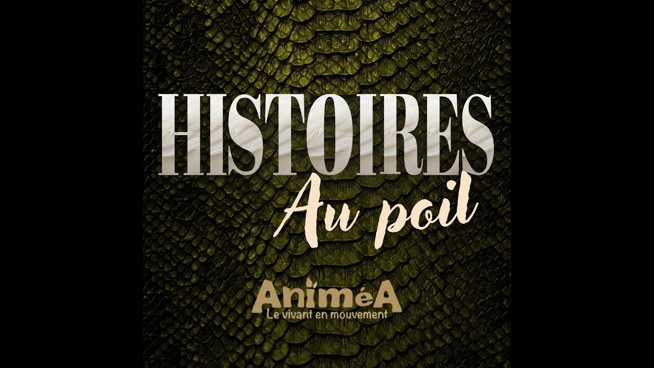 Portrait au poil : L'ours n'hiberne pas !