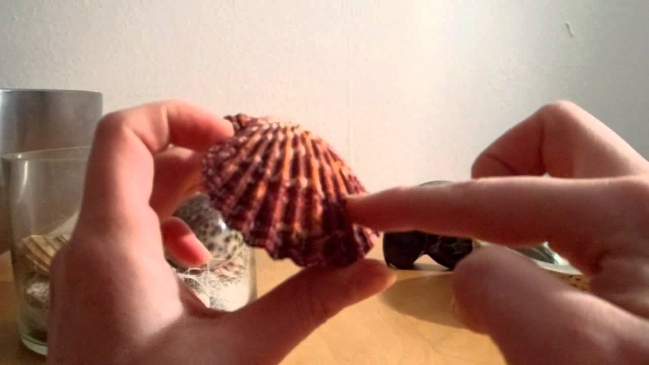ASMR Soft Spoken - Seashells Show & Tell