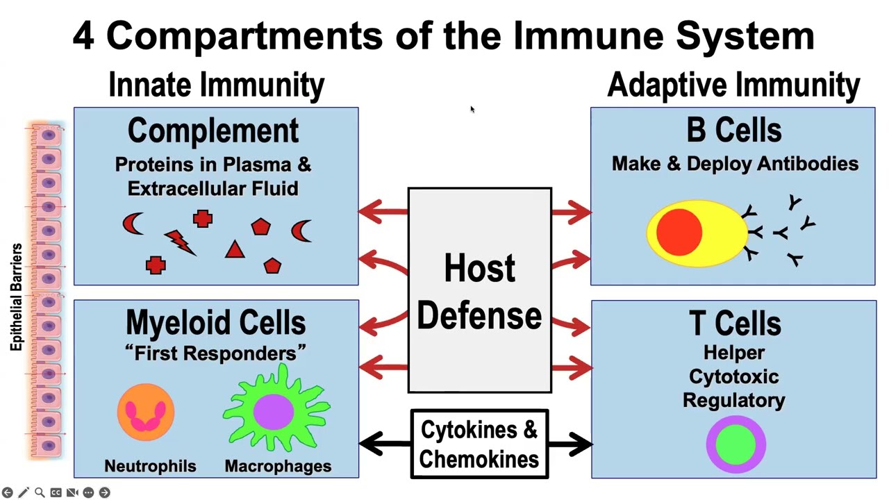 Overview of the Severe Combined Immune Deficiency (SCID)-Combined Immune Deficiency (CID) EPs
