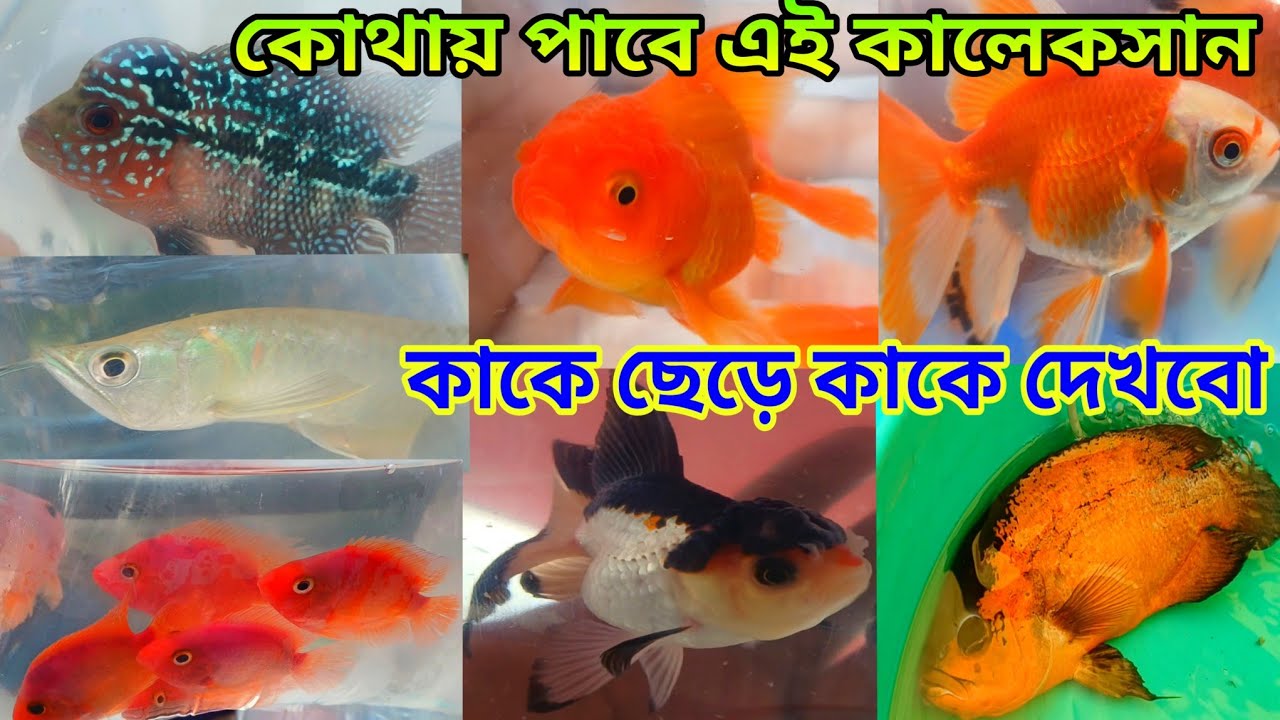 মাছ ই মাছ শ্রীরামপুর হাটে | Serampore Fish Pet Market | Serampore Pet Market | Fish Shop Shrirampur