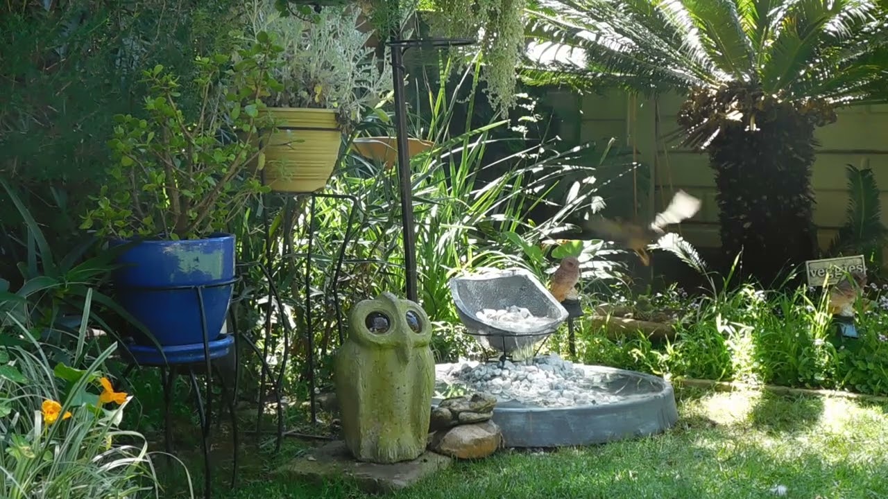 Birds Bathing in Flowing Water Calm Sounds from the Owl Garden