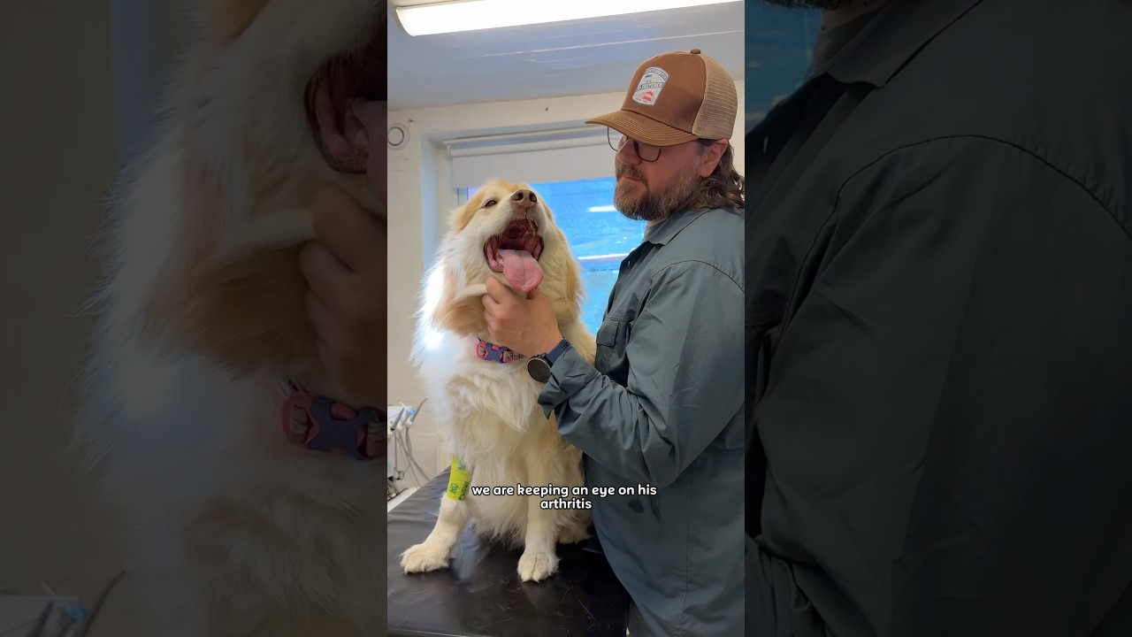 💲COST of a VET VISIT in Longyearbyen | #svalbard