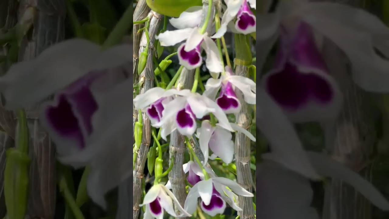 Dendrobium Asnosmum Wild orchid blooming beautiful. 11/2/2026 #wildorchids #orchids