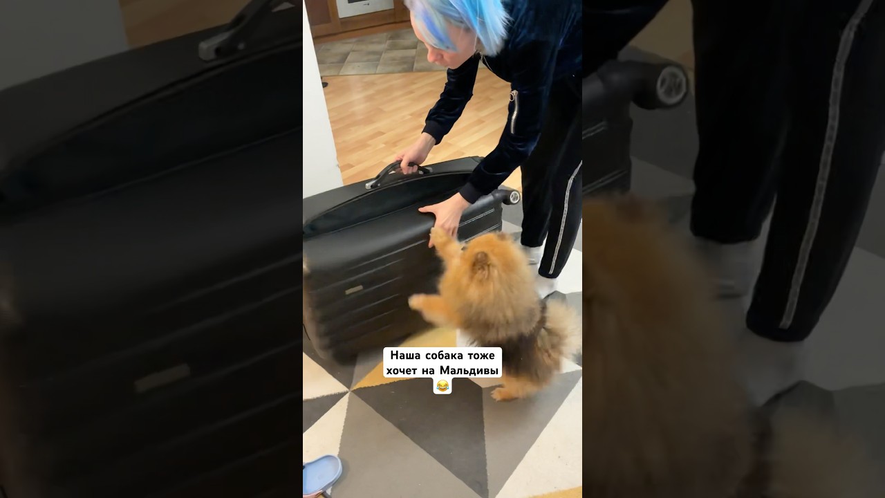 Собака хочет на Мальдивы