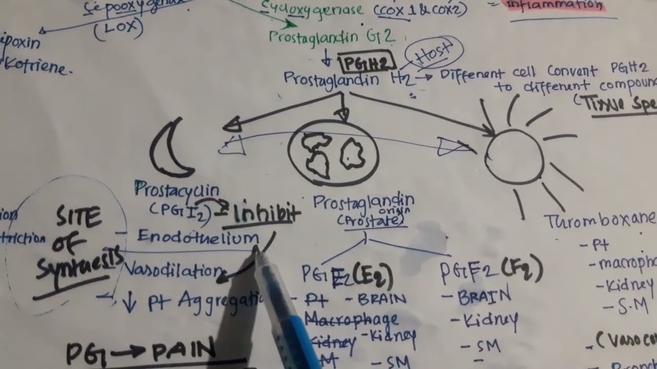 Arachidonic Acid Metabolism