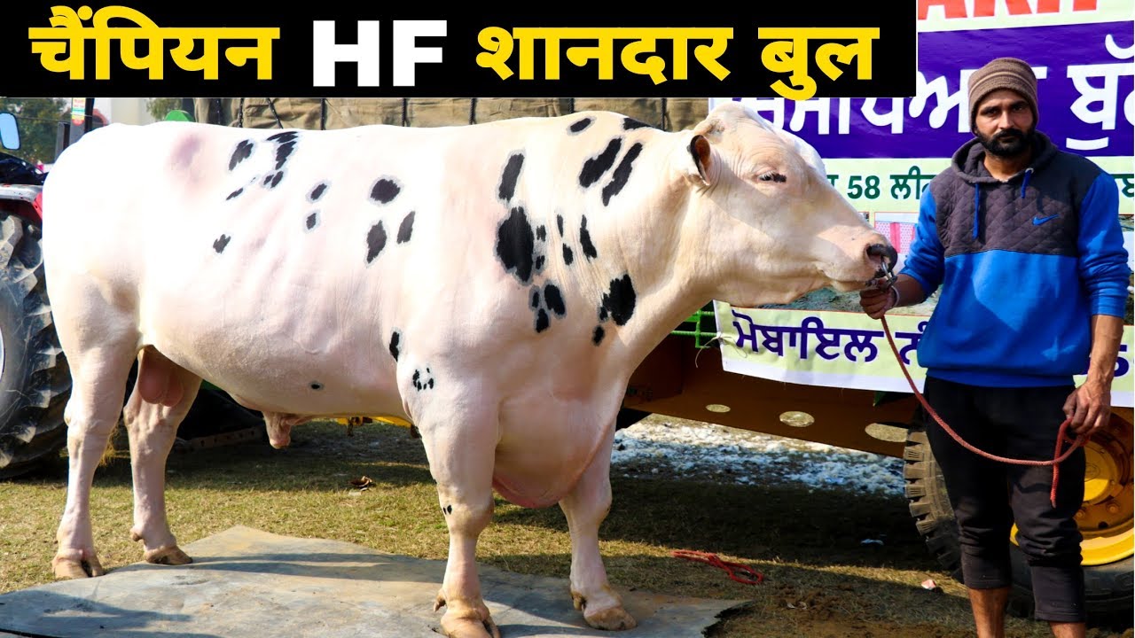 Champion fantastic HF bull Best For Milk Production | Dairy Farming In India