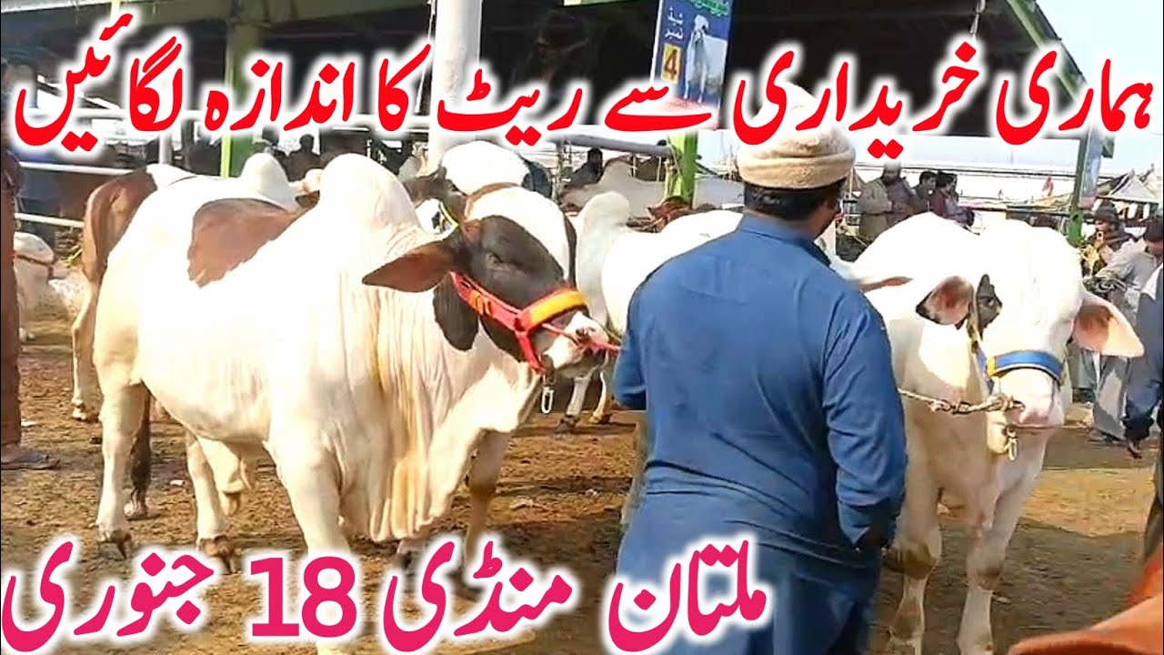 Today Multan Cow Mandi 2026 | Cholistani Sahiwal & Brahman Cows | Global Village Farming