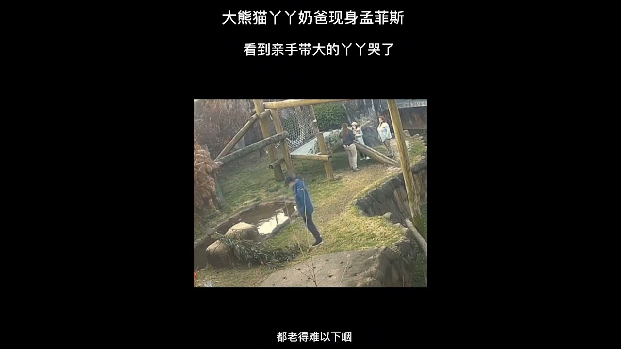 看哭了😭丫丫認得奶爸
