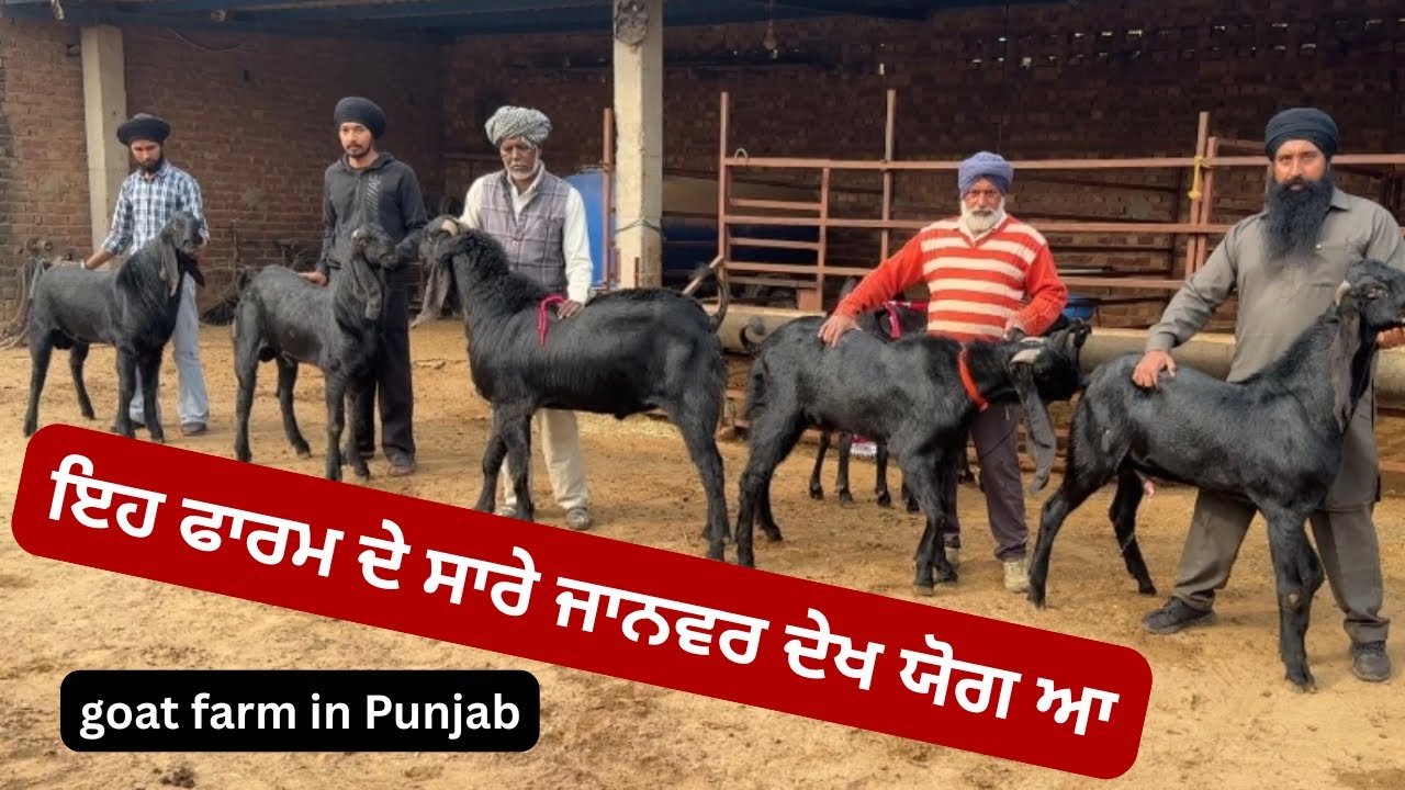 ਇਹ ਫਾਰਮ ਦੇ ਸਾਰੇ ਜਾਨਵਰ ਦੇਖ ਯੋਗ ਨੇ