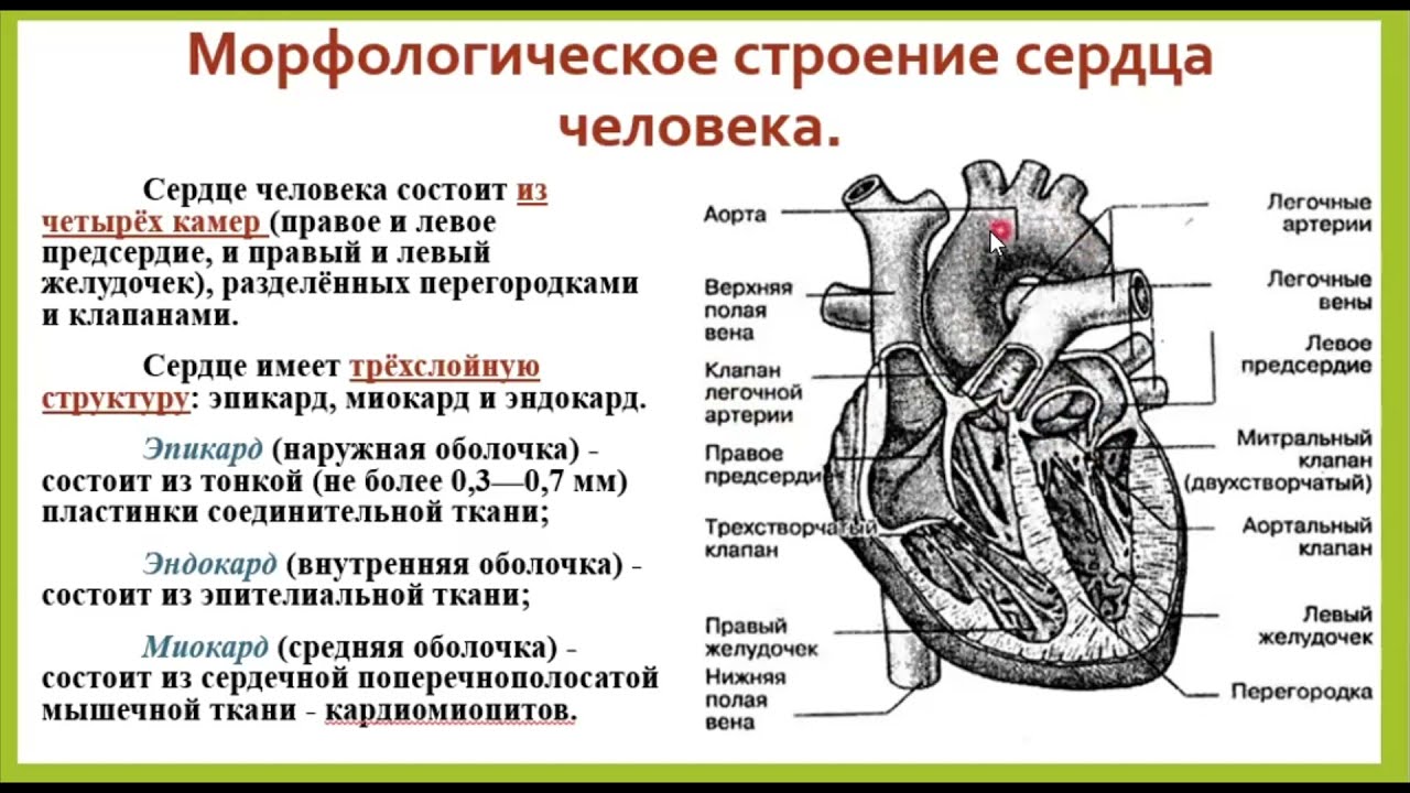 Развитие сердечно-сосудистой системы в онтогенезе. Лекция для студентов спортивного вуза.