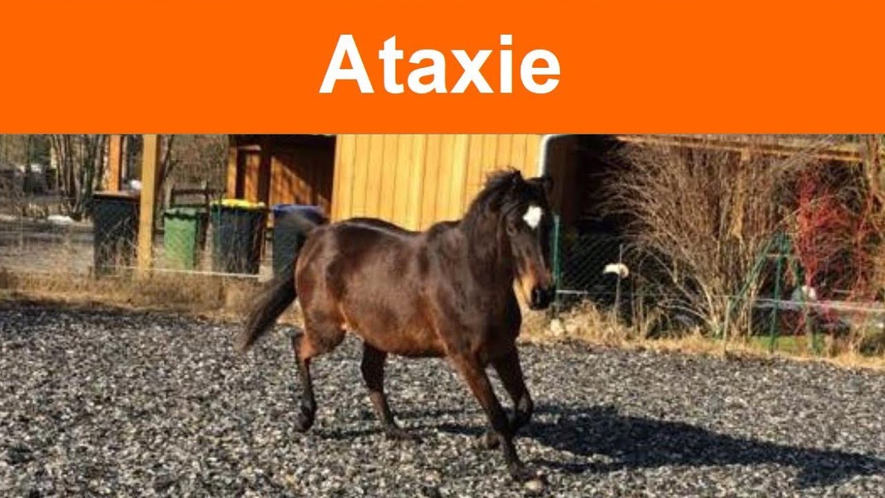 Ataxie beim Pferd - spinale Ataxie und andere und TCM-Einordnung