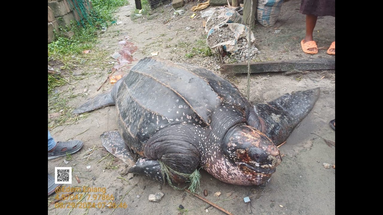 A call for conservation action in Nigeria