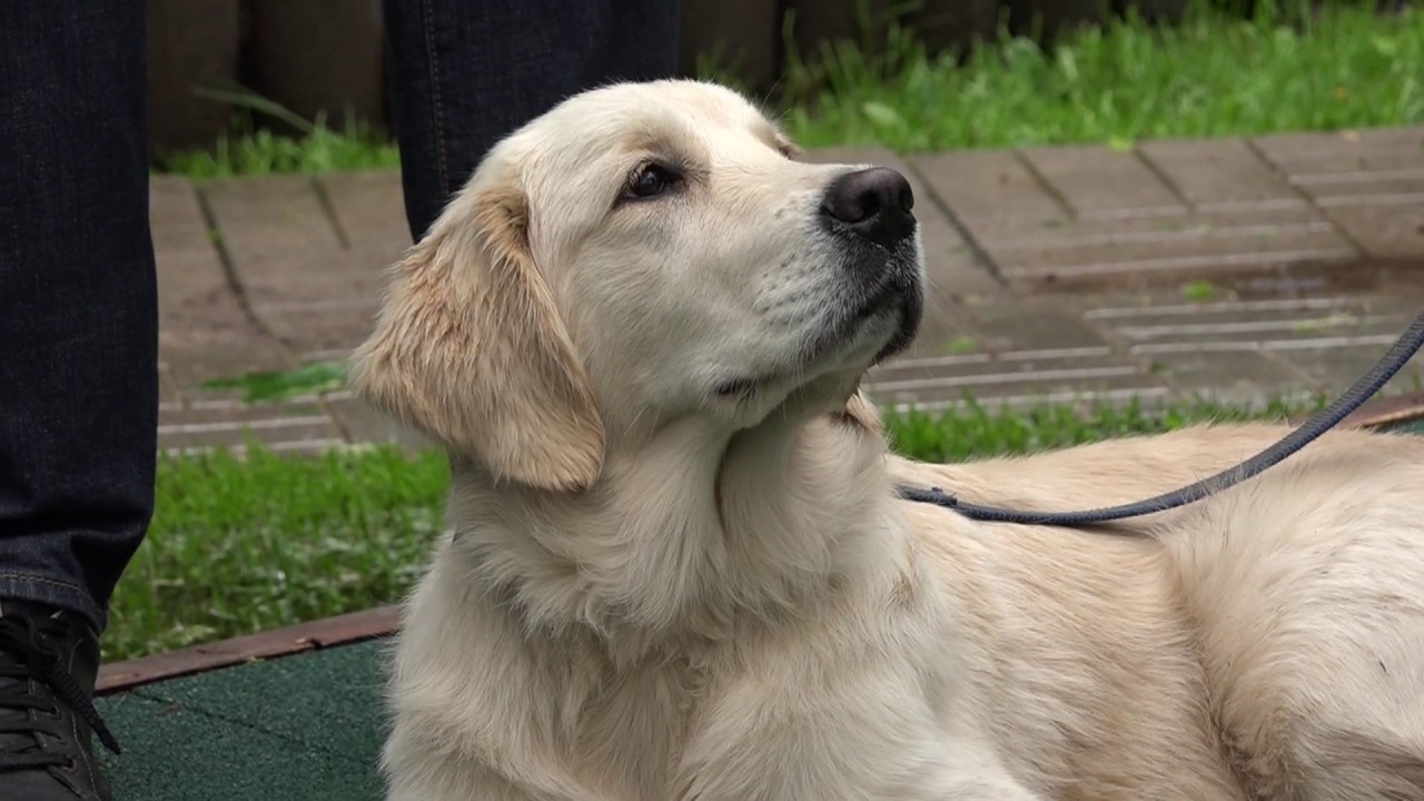 ДТ-150. Щенок золотистого ретривера. Индивидуальная консультация.