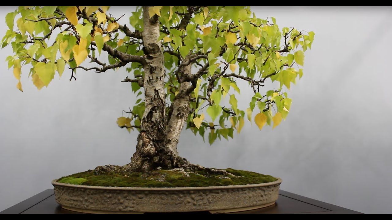 Award winning Bonsai trees