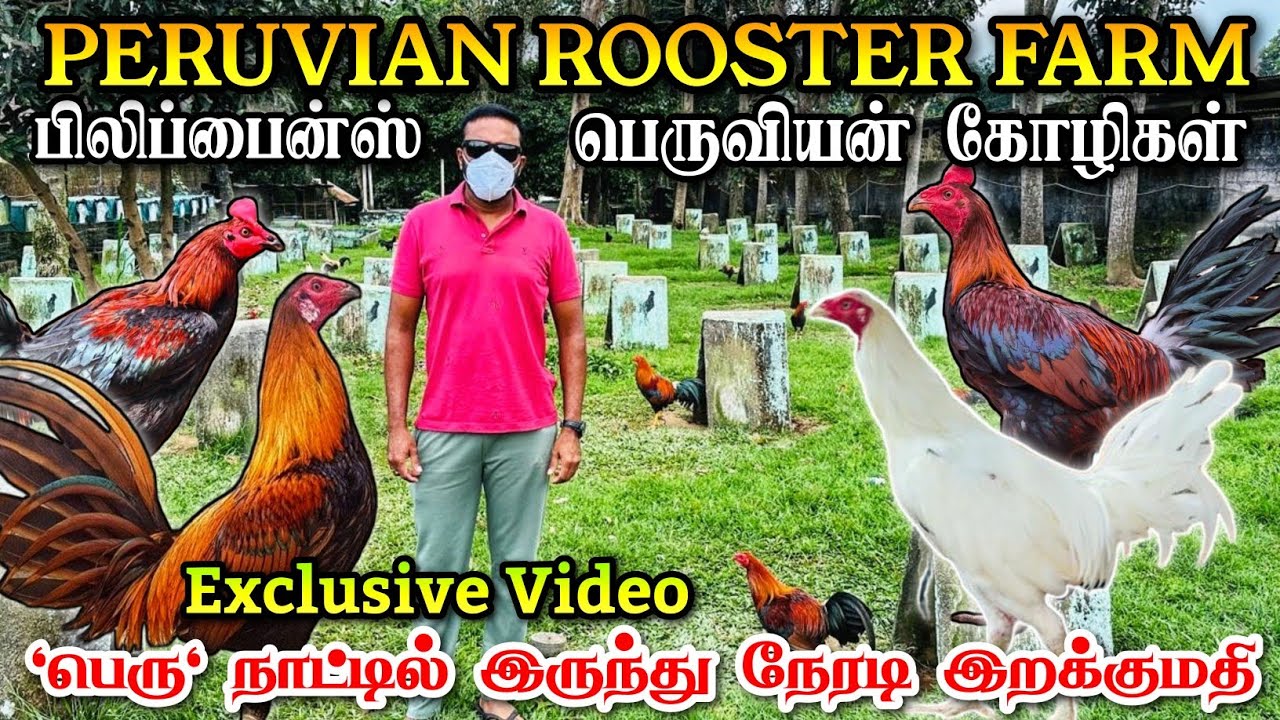 200க்கும் மேற்பட்ட பெருவியன் கோழிகள் கொண்ட பெரிய பண்ணை | 100% ஒரிஸினல் பெருவியன் | Imported Peruvian