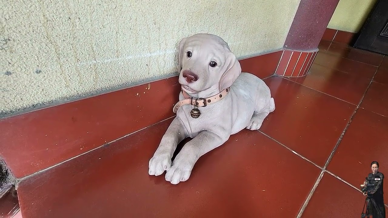 CHÙA SÀI GÒN  CHÙA ĐÔNG HƯNG ĐỖ XUÂN HỢP QUẬN 9