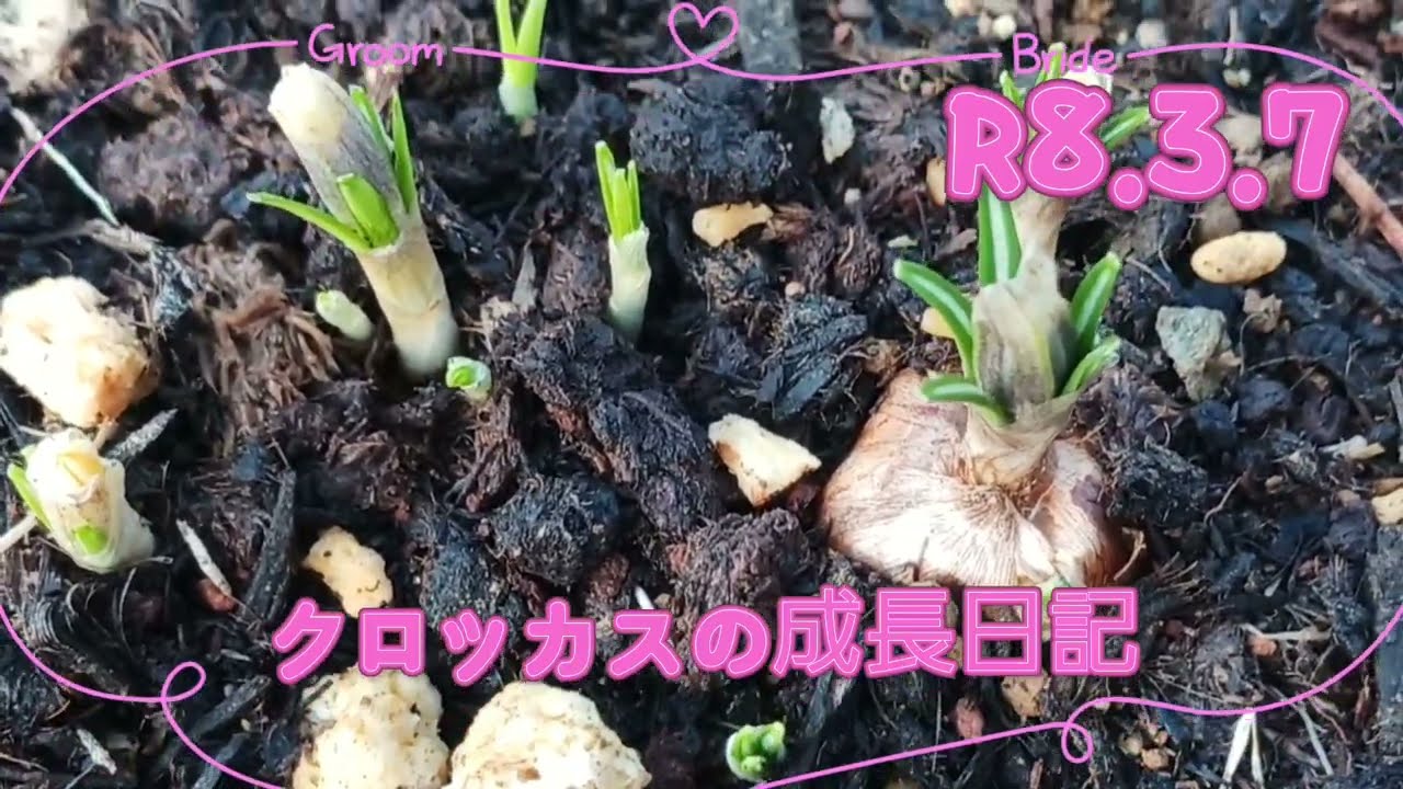 クロッカスの成長日記✨(8.3.7)