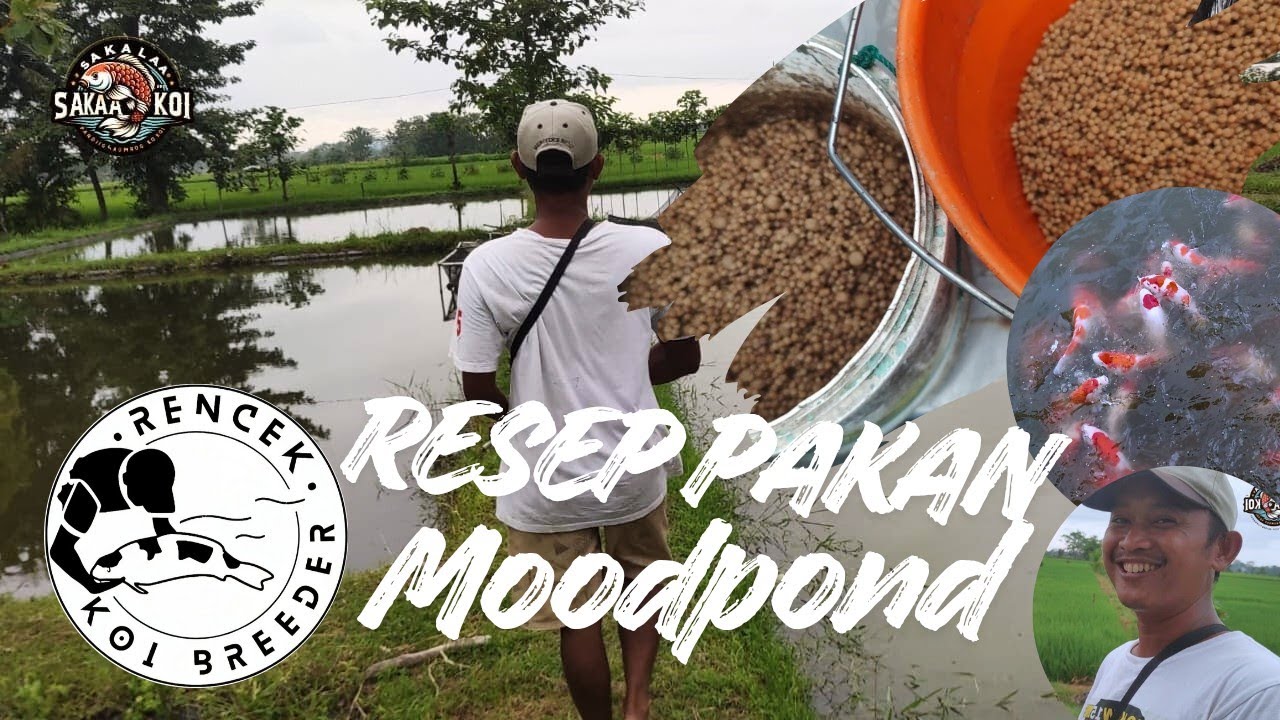 ‼️TUTUP TAHUN 2025, RESEP PAKAN IKAN KOI  DAN UPDATE PERKEMBANGAN BERSAMA RENCEK KOI BREEDER ‼️