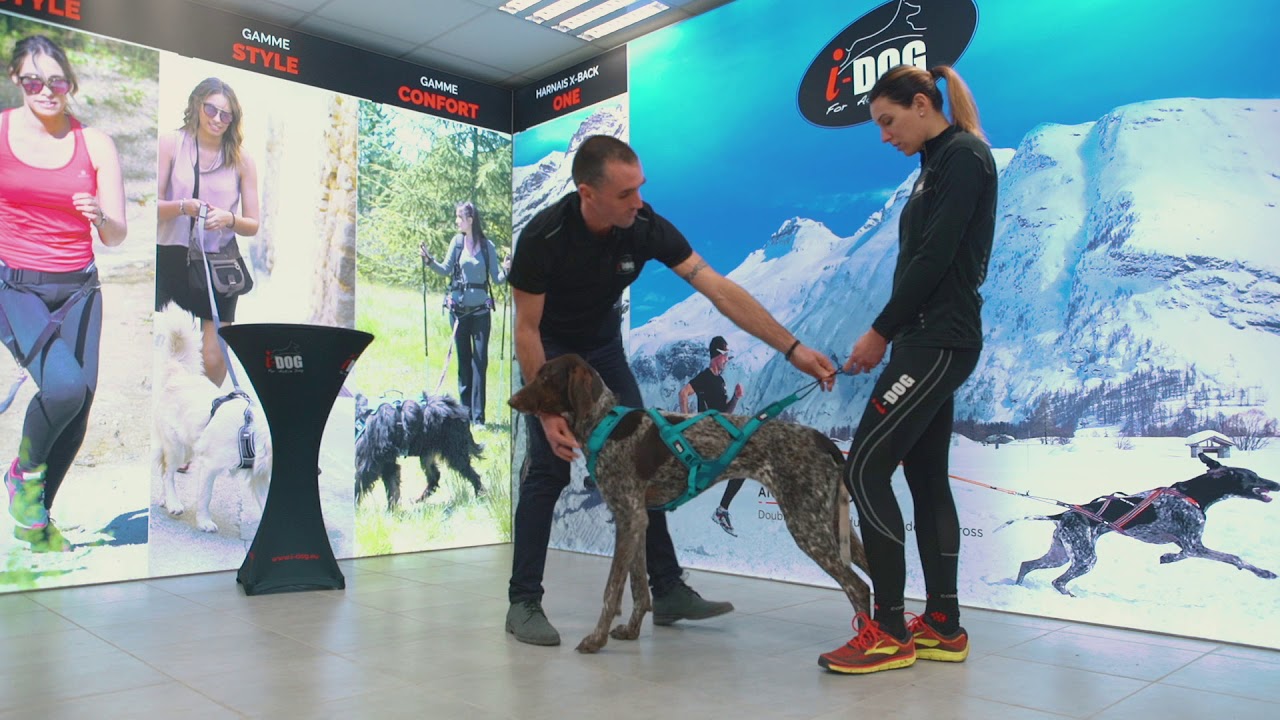 TUTO HARNAIS PHOENIX I-DOG INSTALLATION