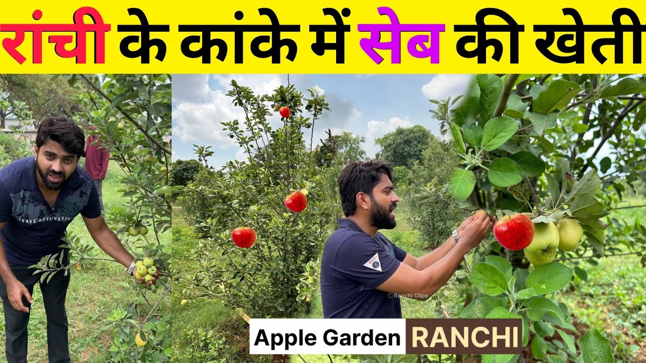 Himachal जैसा Apple🍎 बगान अब Ranchi में। झारखंडी सेब खाओ😋