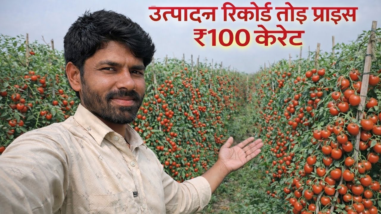 टमाटर का उत्पादन रिकॉर्ड तोड़ रेट पानी के भाव 😭 tamatar ki kheti | tomato farming