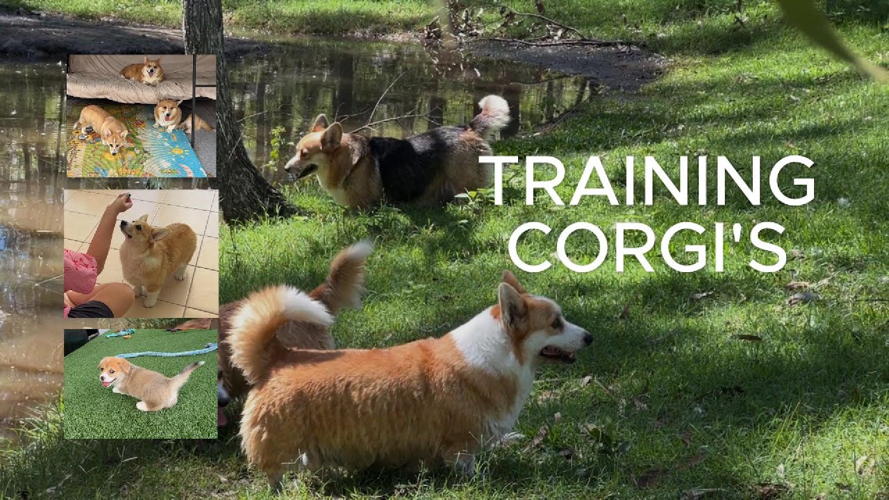 Дрессировка щенка корги: реальные жизненные трудности