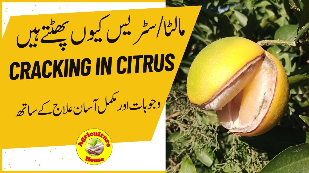 Why Do Citrus Fruit crack/ Cracking of citrus fruits, reasons and solution