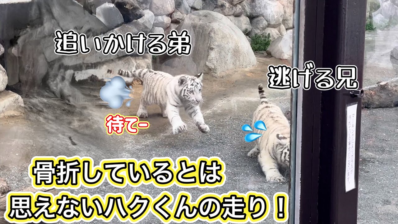 足が痛いのも何のその、爽快全力走りを披露するハクくん🐯🐯　4月10日 東武動物公園　ホワイトタイガー赤ちゃん