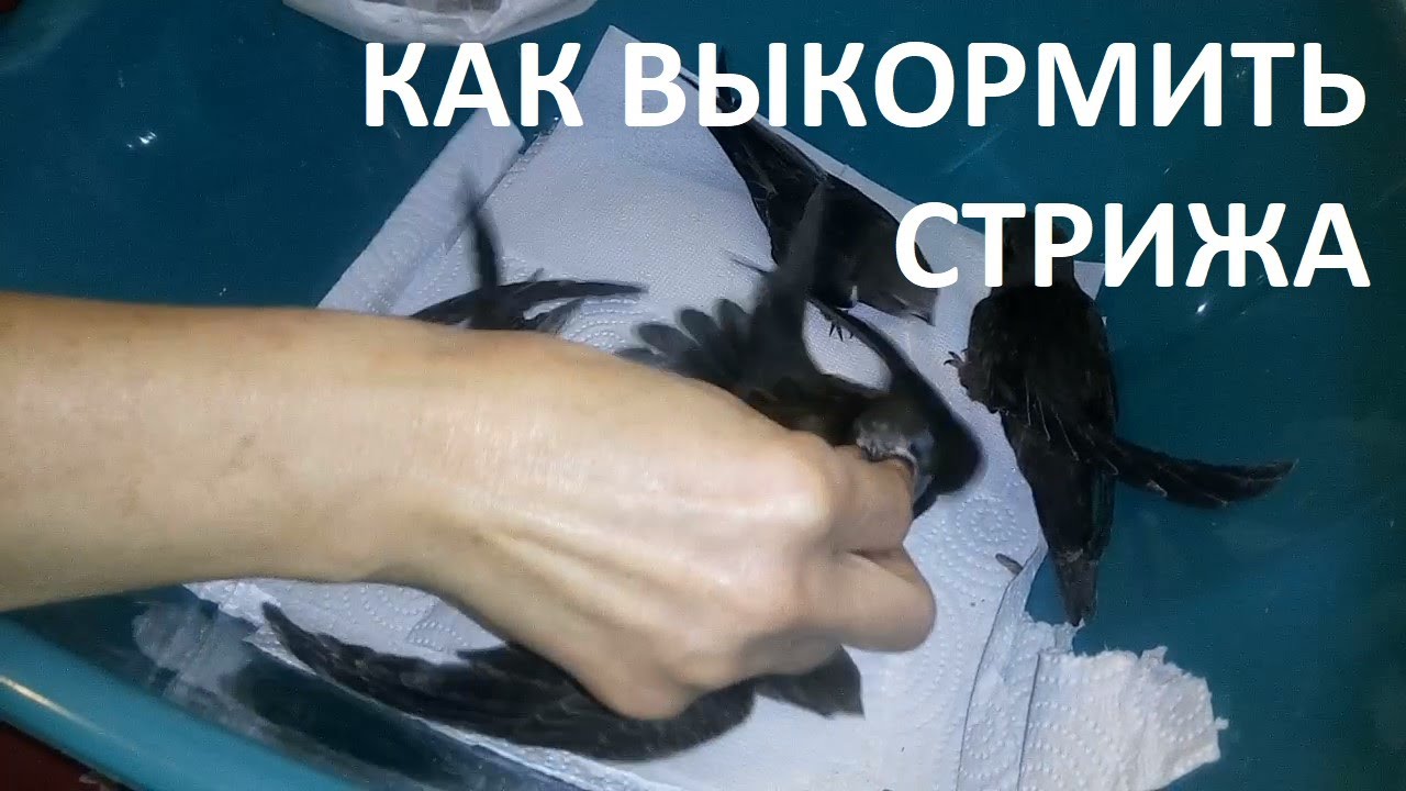 Как выкормить стрижа?