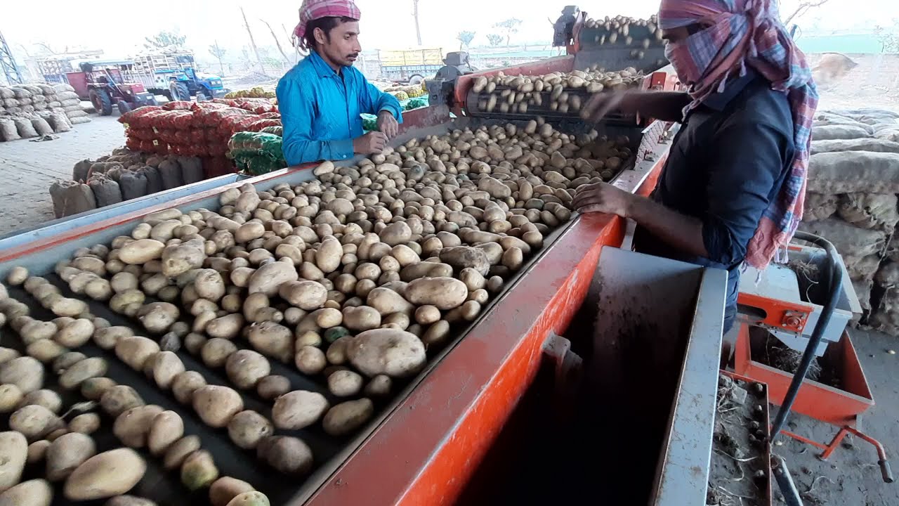 Potato grading in punjab / automatic potato grader / allu grader machine