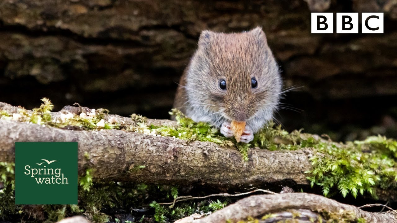 Our spring wildlife webcams live! 🐤🦊🐿 - Sat 6 June Late - Springwatch - BBC