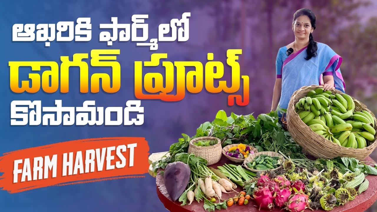 ఇంట్లో పెంచి విత్తనాలు అమ్మేవారికి విన్నపం ..Farm Harvest @MADGARDENER  #garden  #plants 