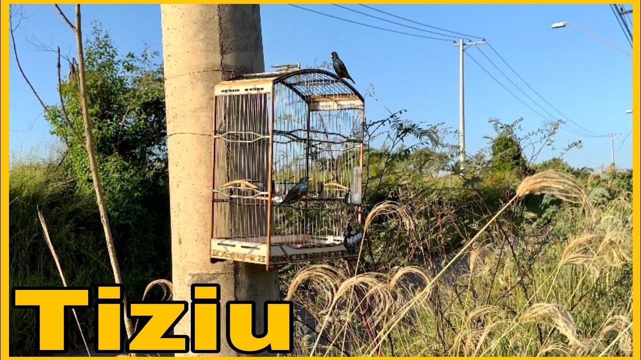 LEVEI NO MATO O TIZIU PRA DUELAR COM O SOLTO MATEIRO