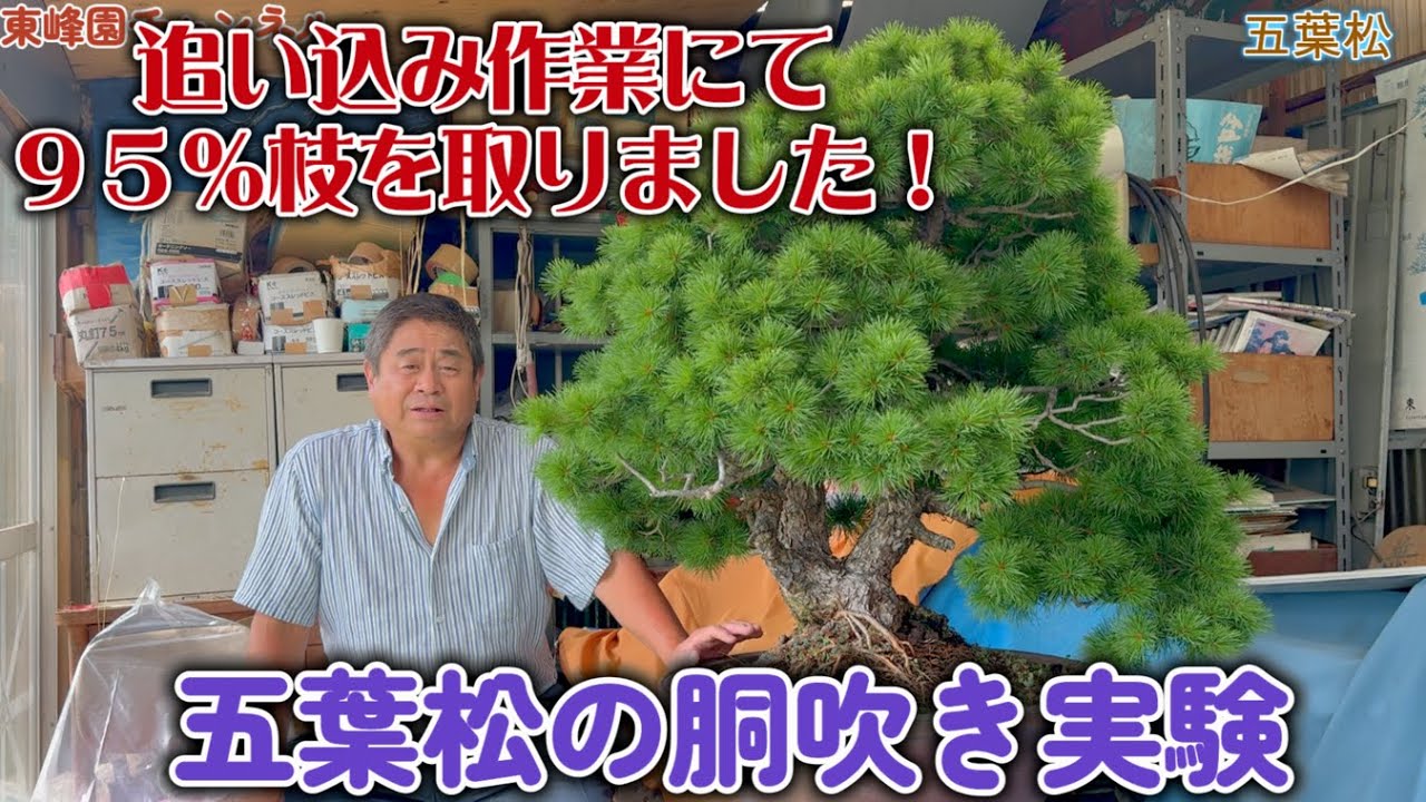 【盆栽】番外編　五葉松の胴吹き実験【追い込み作業にて９５％枝を取りました】