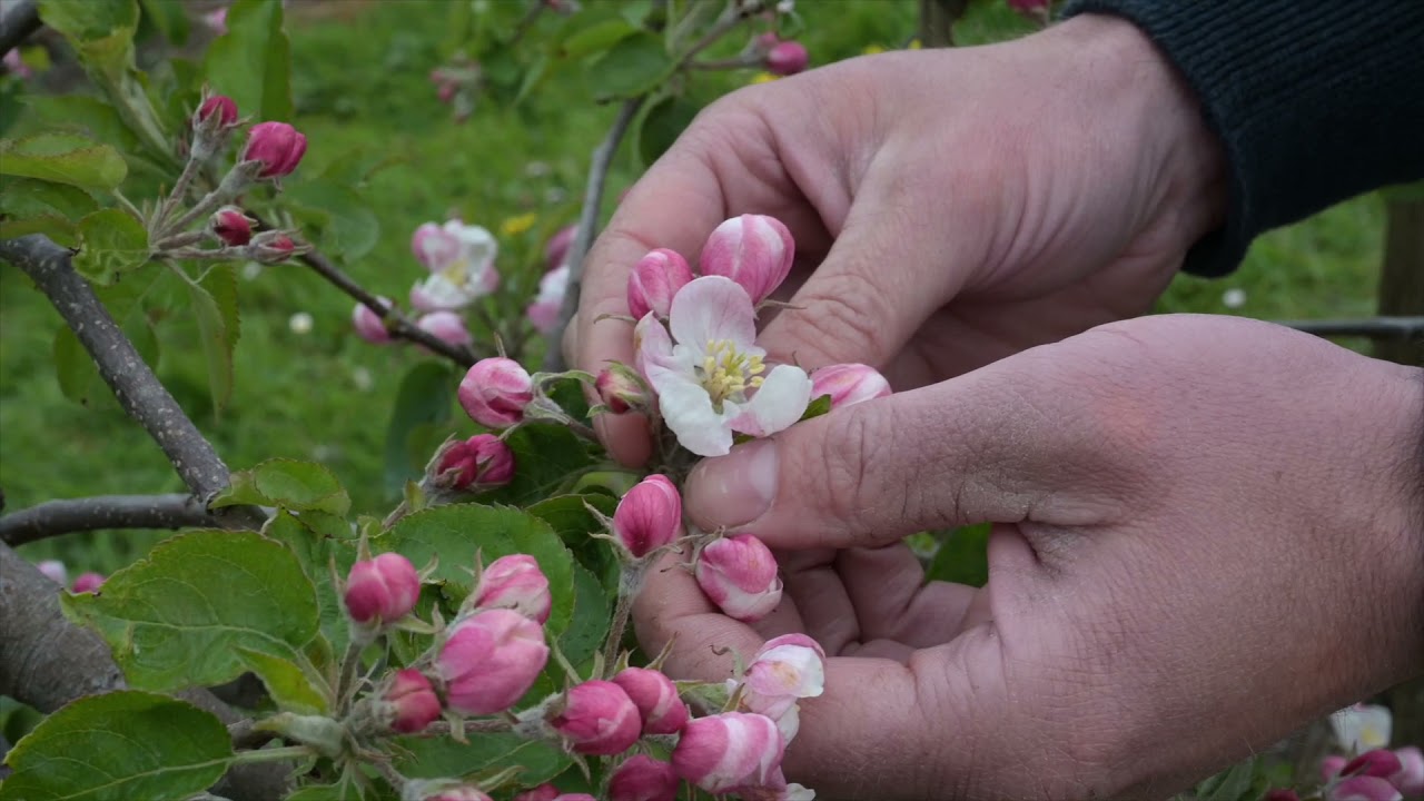 Fruitteler Jos Besseling over de werkzaamheden op zijn bedrijf