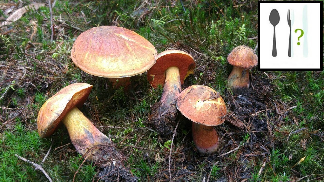 Borowik ceglastopory forma&nbsp;czerwona (Boletus luridiformis var. rubropileus)