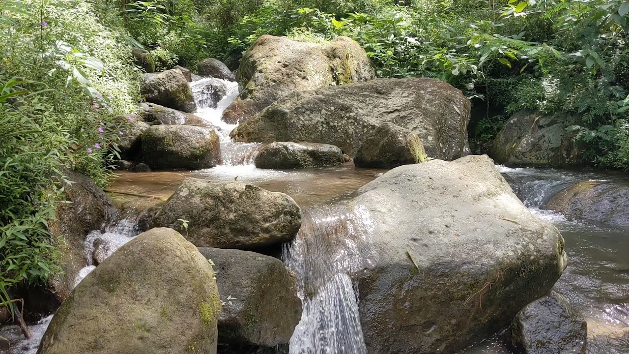 Birdsong Under the Forest Canopy by a Flowing River – Peaceful Nature Sounds for Deep Sleep