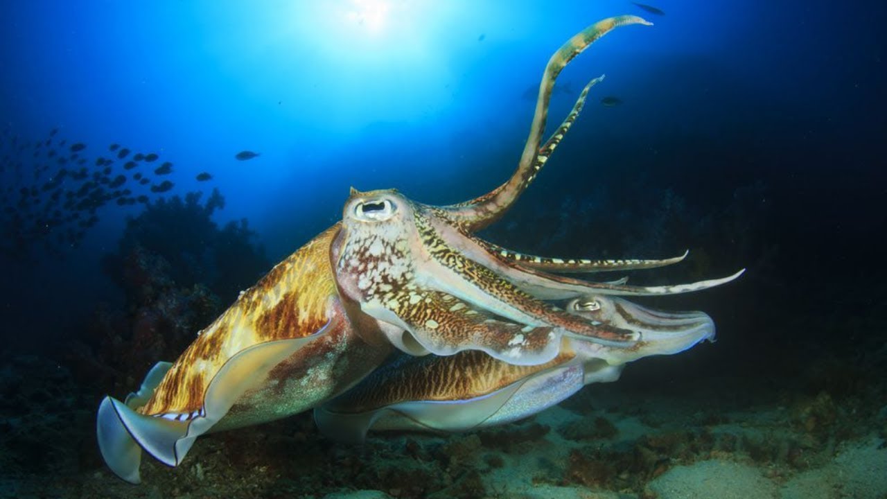 Wonderful Hunting Technique of Cuttlefish to Catch a Big Fish (2021)