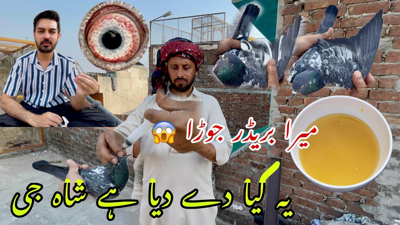 Mere shoq wala Lal pari joda ❤️ kabotaron ki deworming kr di 😊 @choudhryusmankasur 