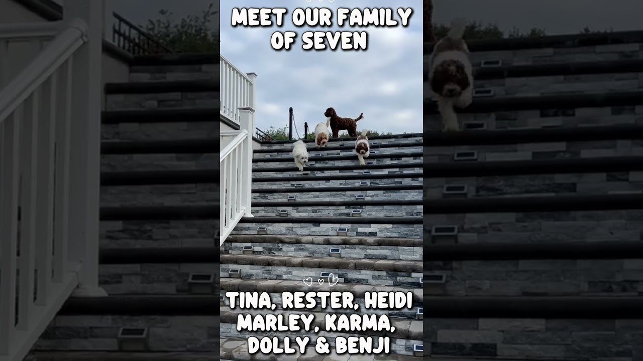 Meet The Wild Pack: Family of 7. Mostly Cockapoos.