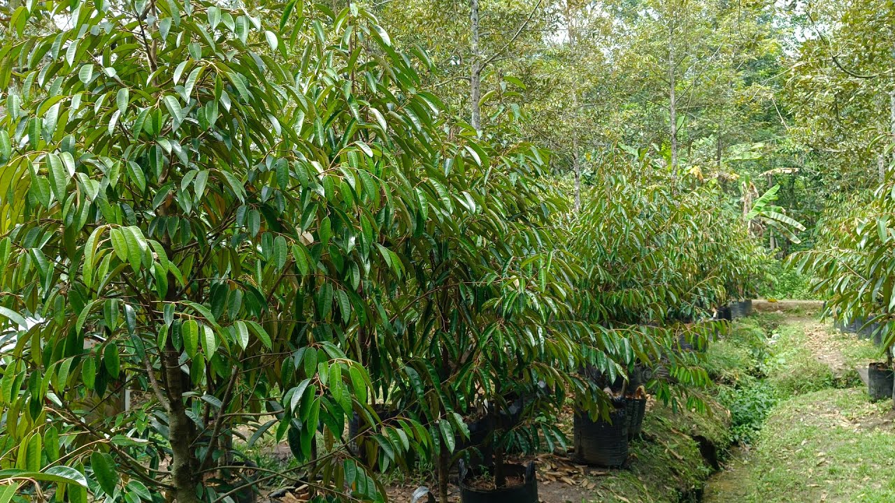 Jum,9 Jan 2026 pohon durian 170-180cm up harga 250 rb free ongkir minim beli 30 phn