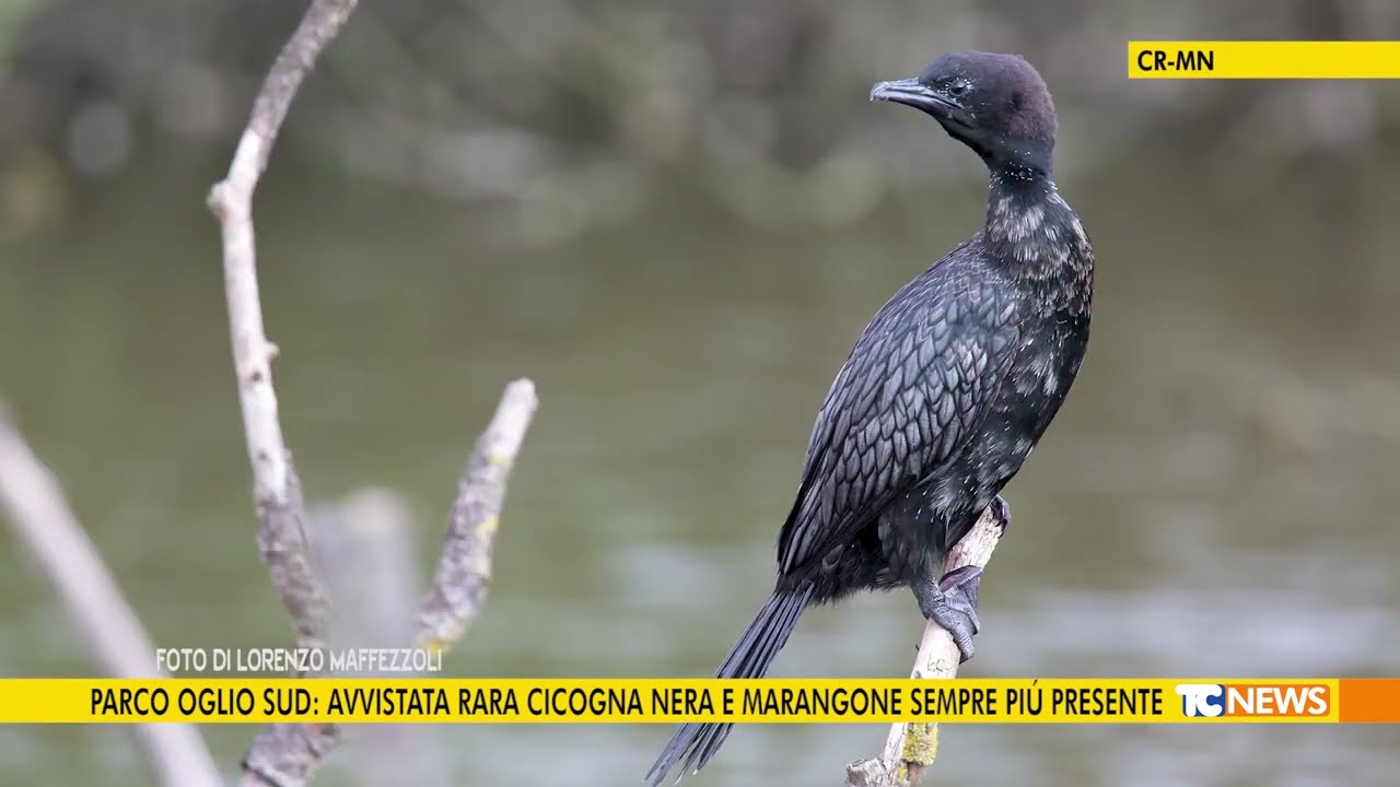 Parco Oglio Sud: avvistata rara cicogna nera e marangone sempre più presente