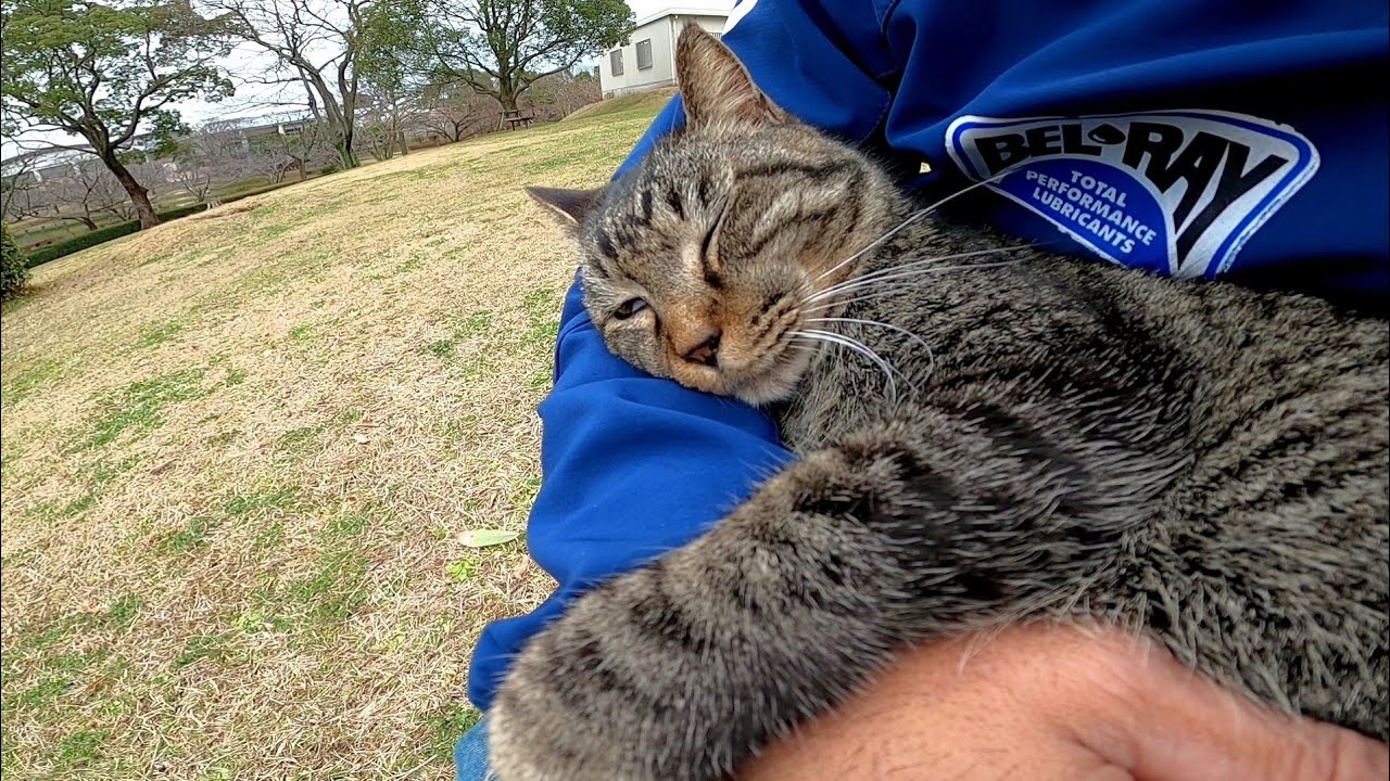 野良猫がトコトコと歩いてきたのでナデナデすると膝の上に乗ってきた