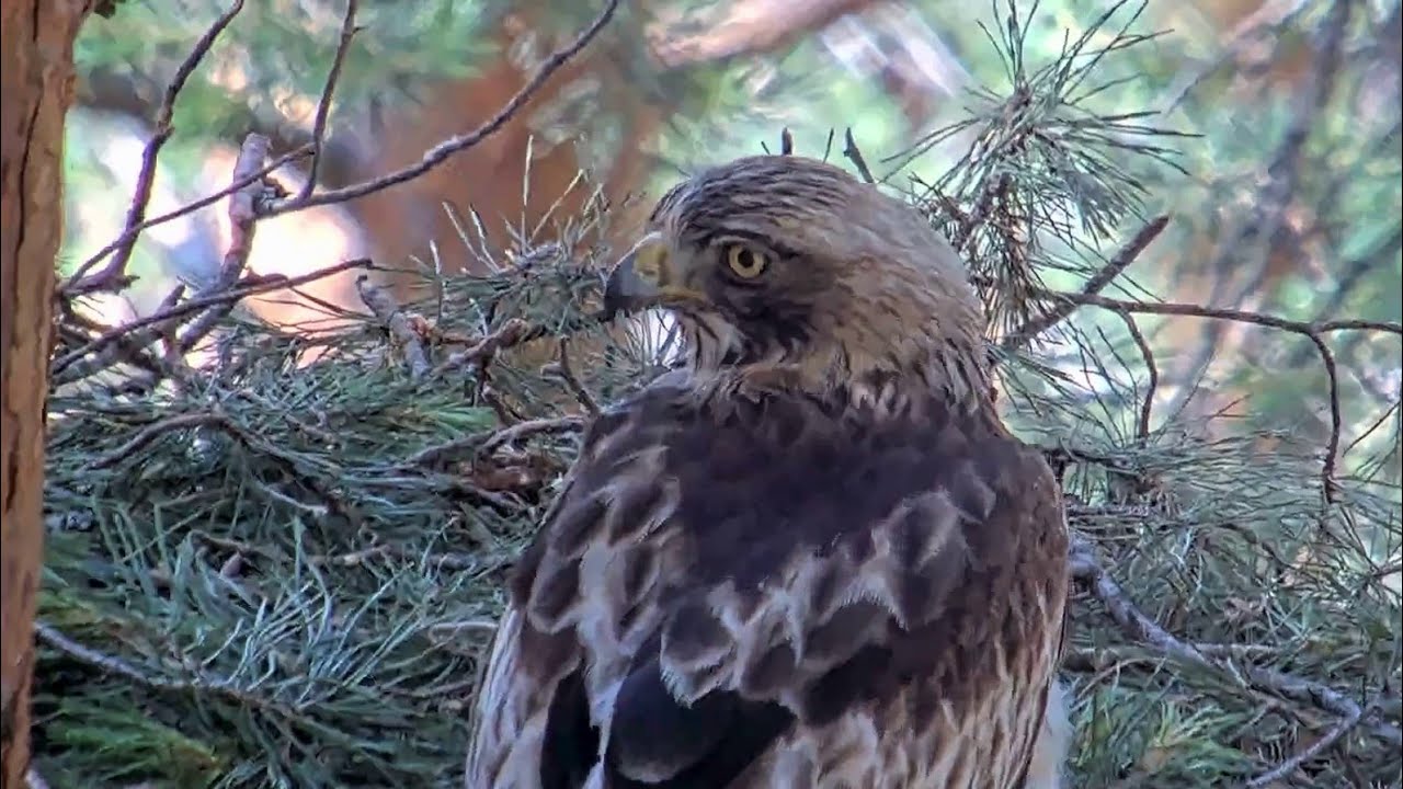Demasiado tarde 😢 · Águila calzada 🦅 · P.N. Sierra de Guadarrama