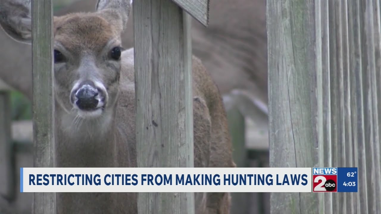 Bill would restrict cities from making hunting laws