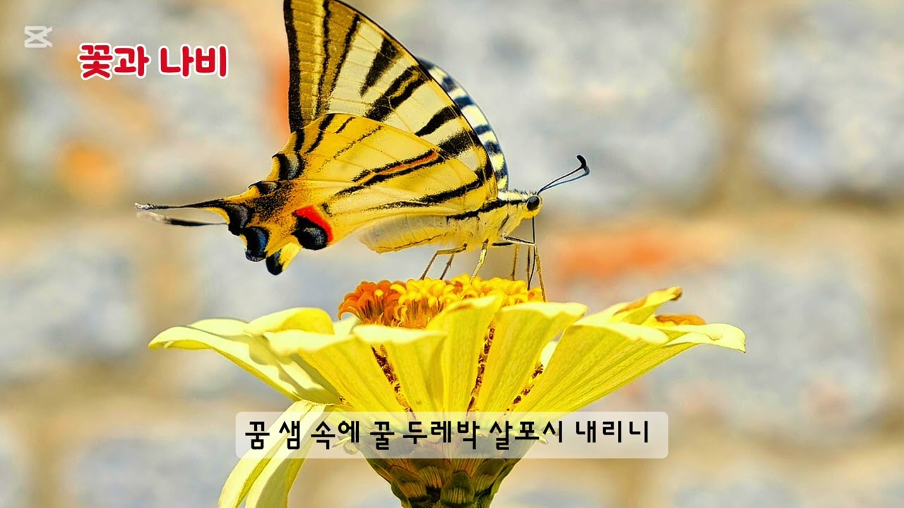 ■장성현가곡교실 [2990] 꽃과 나비 🦋 석희구 시/임수연 작곡 