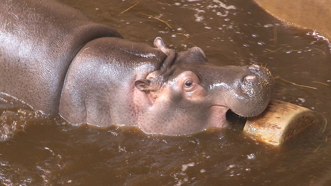 Zoo Ostrava, hroch obojživeln&yacute;