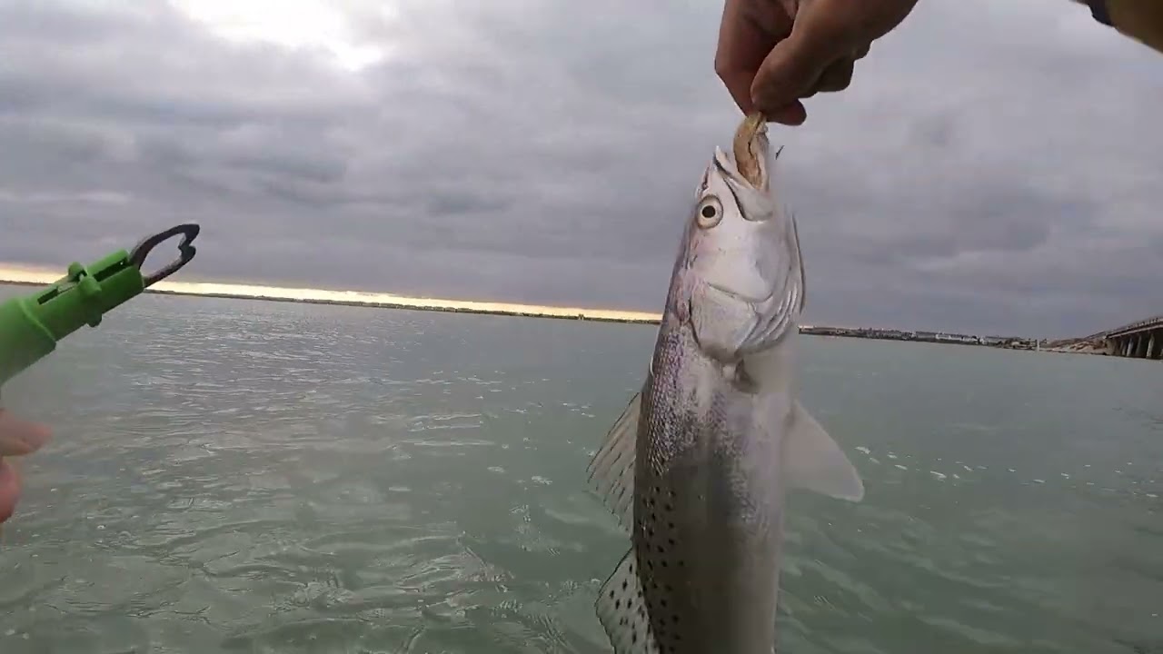 Catching Fish Under a Bridge in Corpus Christi. [WADE FISHING]