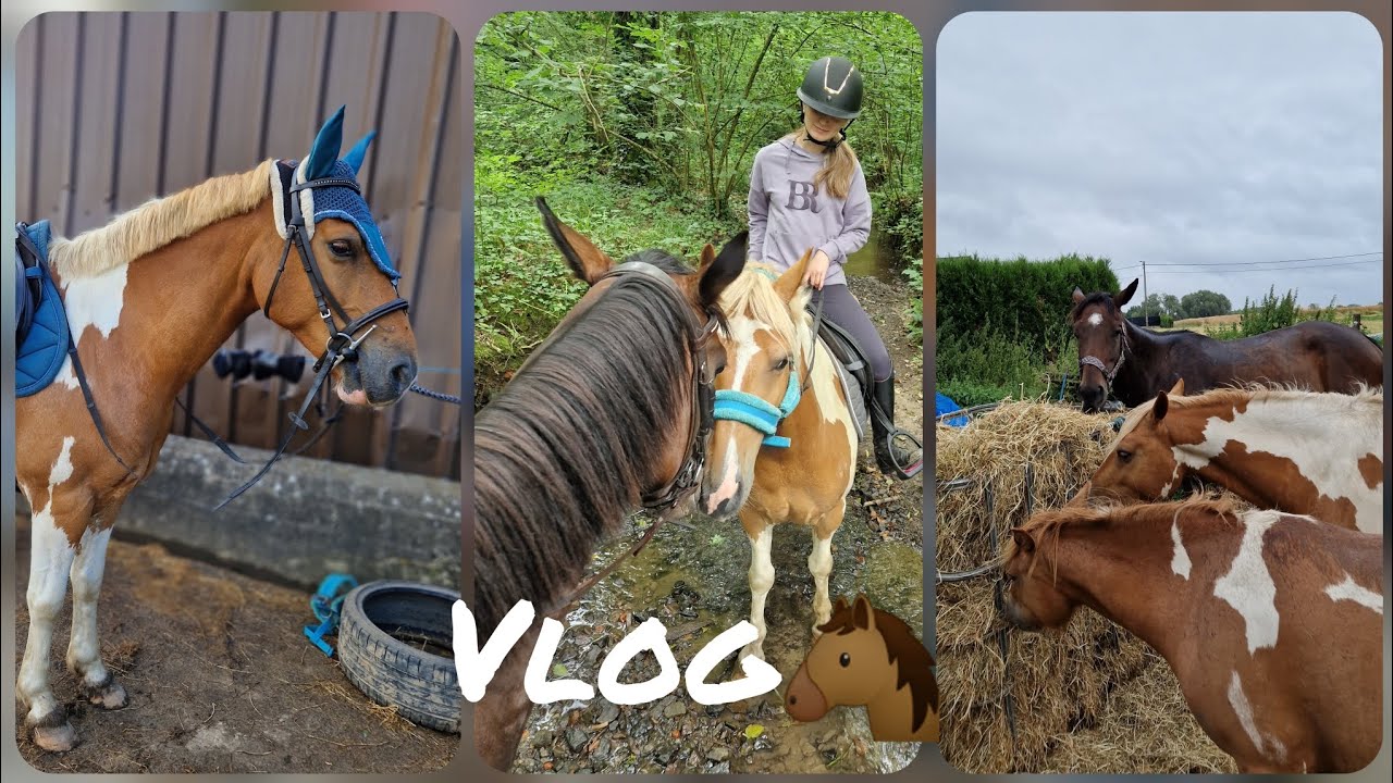 VLOG : dressage et première vraie balade